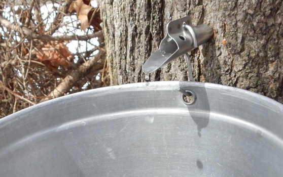 Sweet sap dripping from a maple tree
